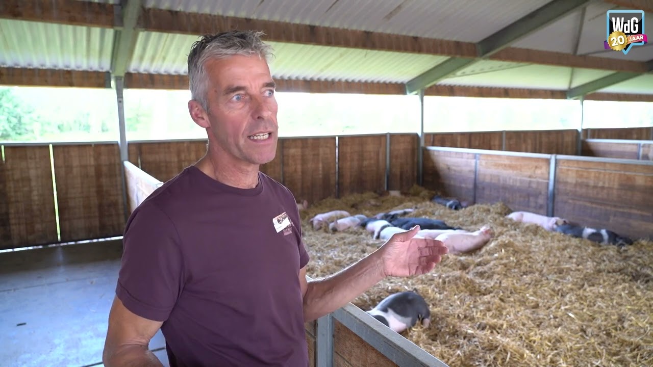 Een kijkje bij de ontspannen varkens van de familie Hoogeveen