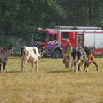 Nieuwsgierige koeien bij buitenbrand