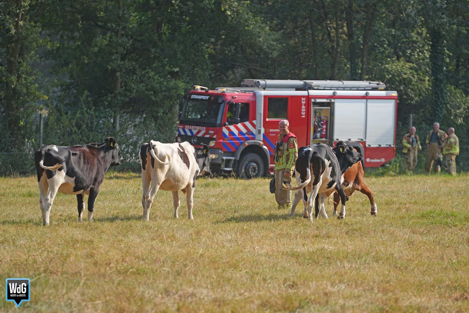 Nieuwsgierige koeien bij buitenbrand