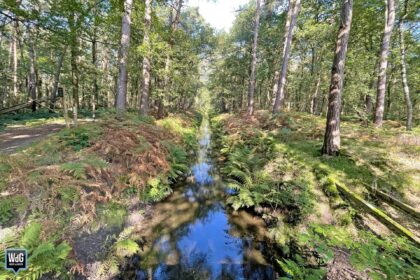 Archieffoto WdG - Weerterbos