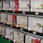 Internationale vogelshow in Meijel