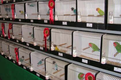 Internationale vogelshow in Meijel