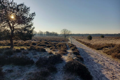 Lauraheide - Foto via IVN Weert e.o.