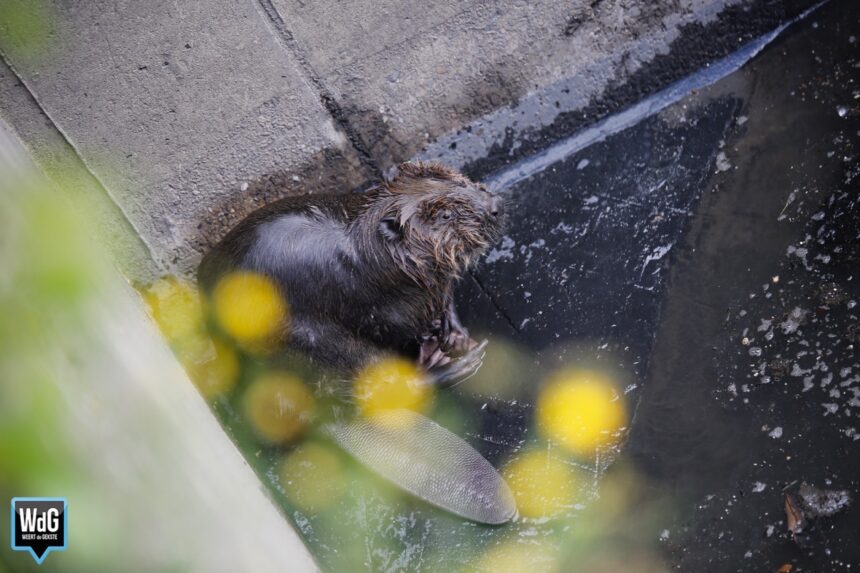 Archieffoto WdG - Natte bever