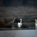 vogelwandeling