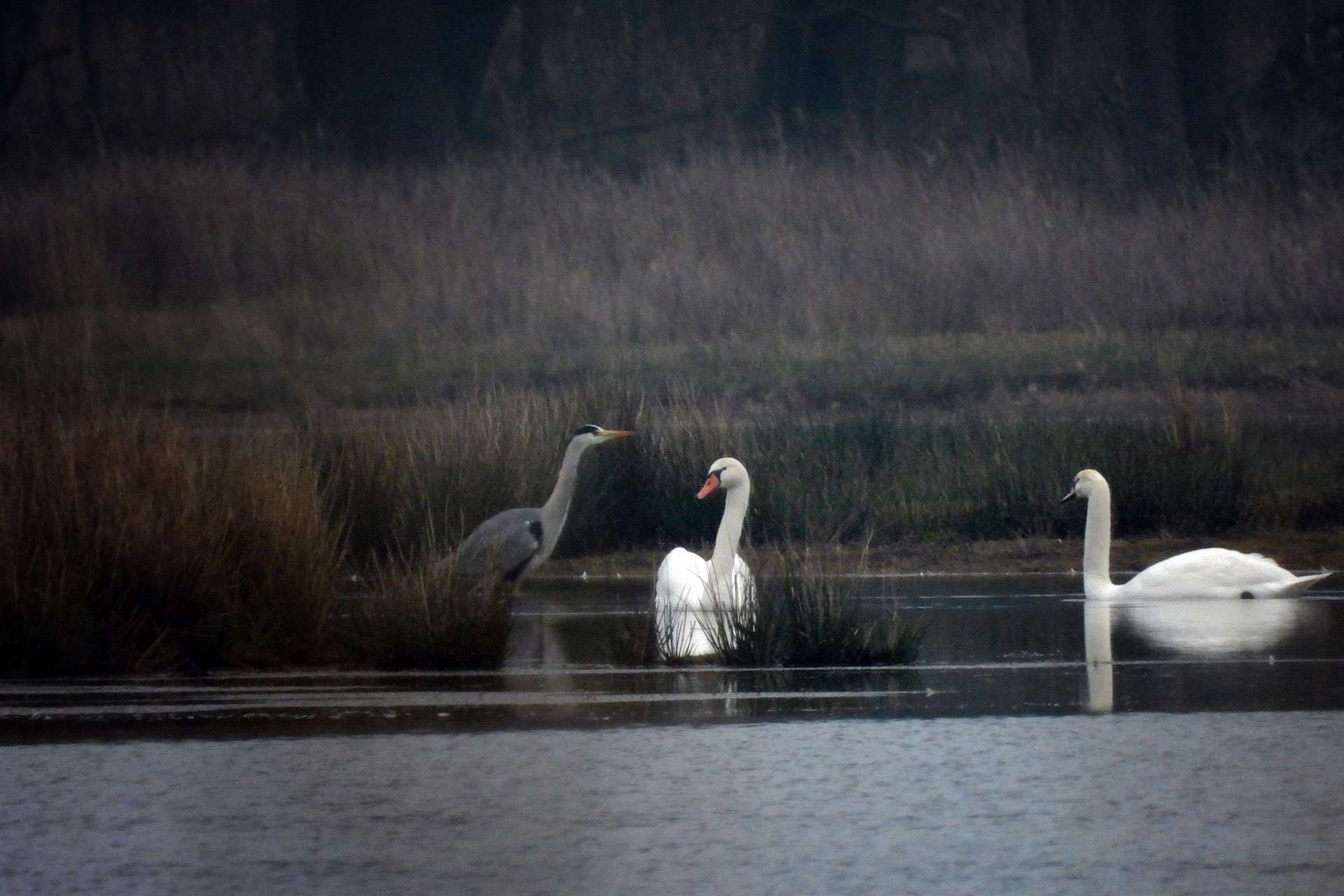 vogelwandeling