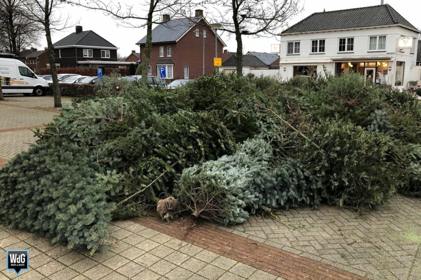 Inzamelpunt kerstbomen op Boshoven