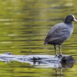 wintervogelwandeling