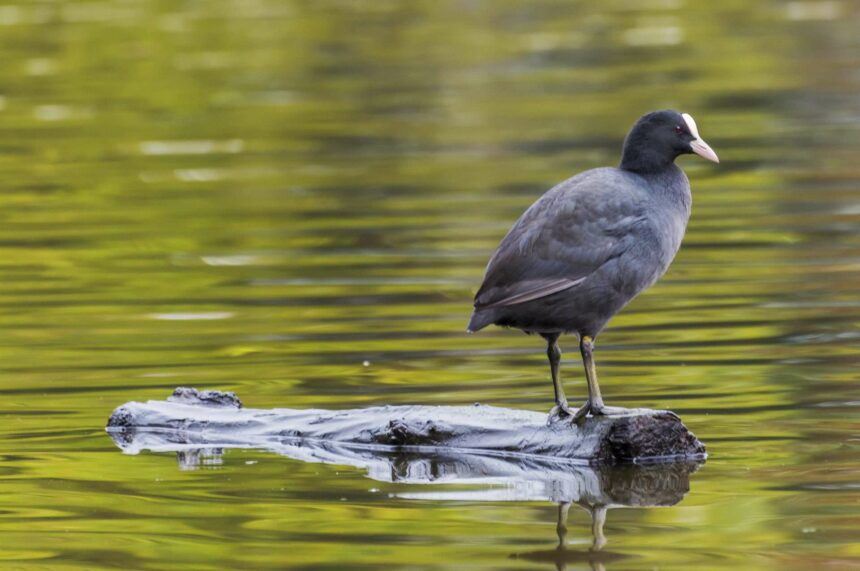 wintervogelwandeling