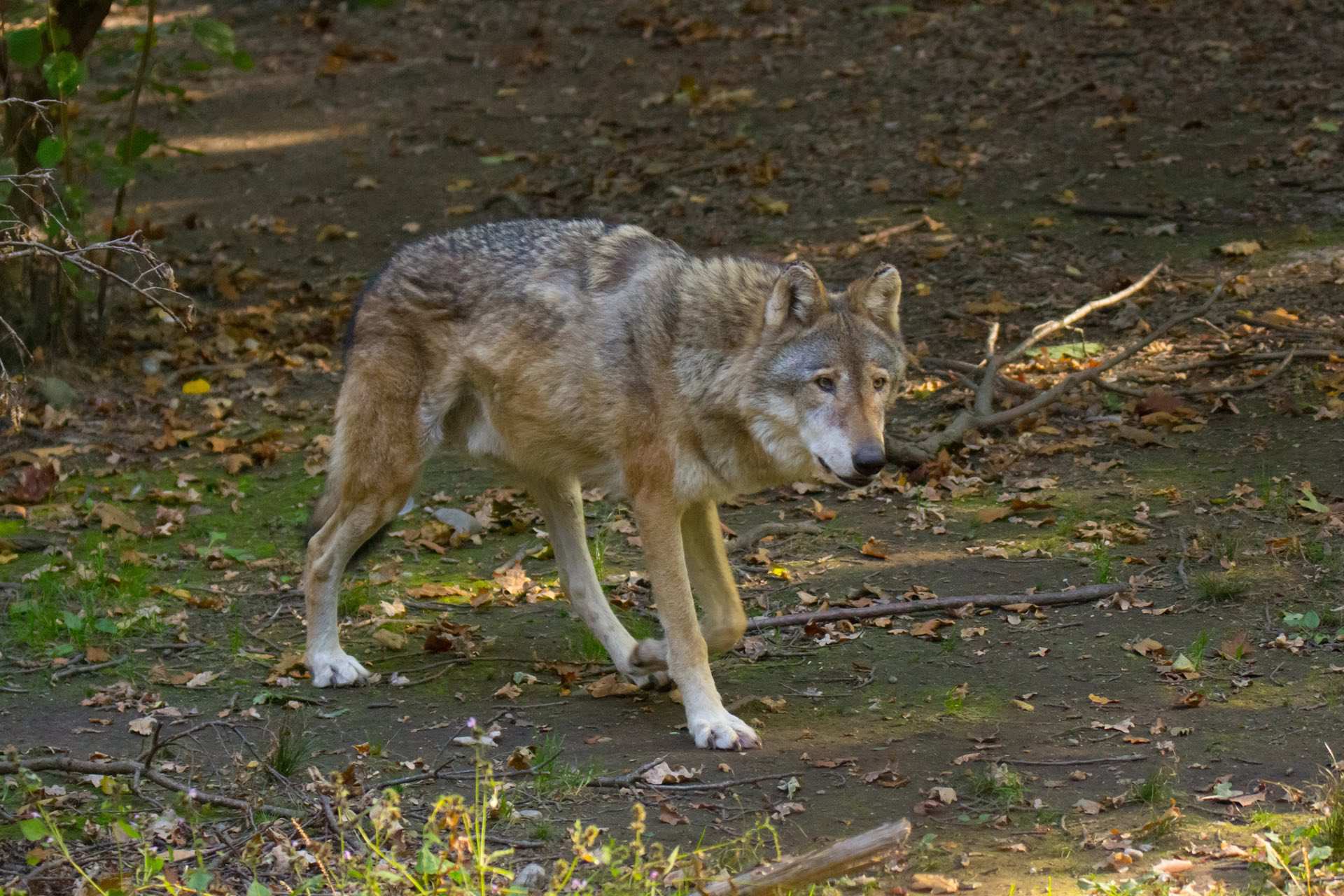 Wolf - Foto via depositphotos