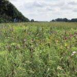 bloemen en planten