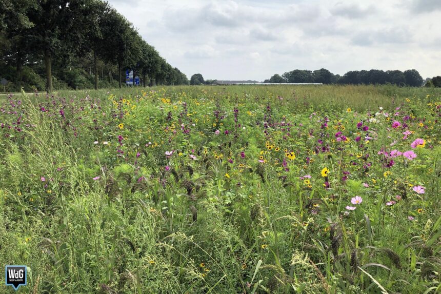 bloemen en planten