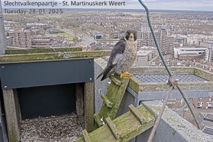 Slechtvalk in de Sint Martinustoren