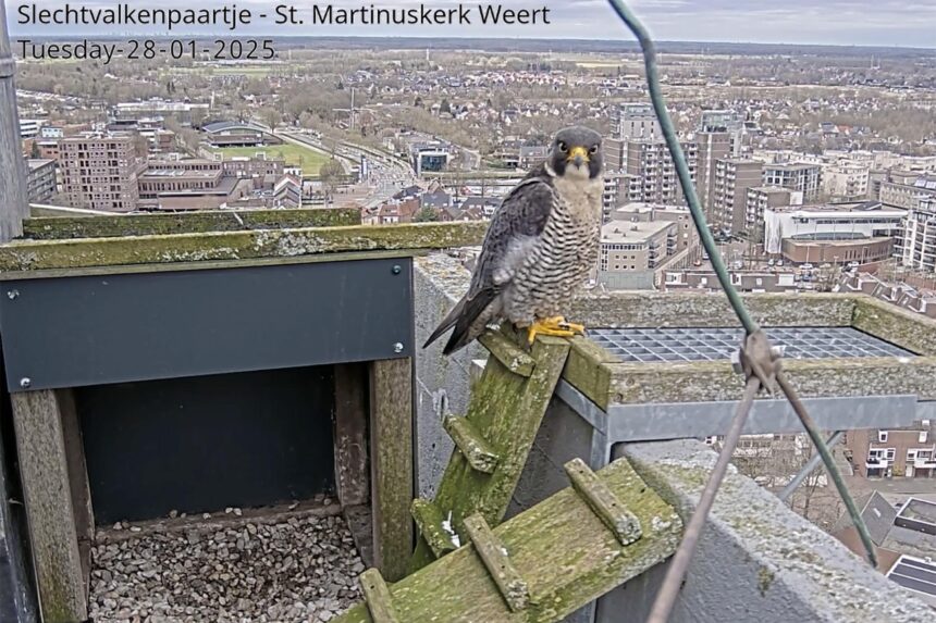 Slechtvalk in de Sint Martinustoren