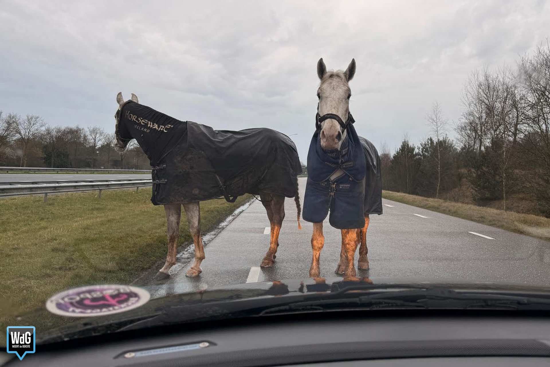 Paarden op Dr. Anton Philipsweg (ingestuurd)