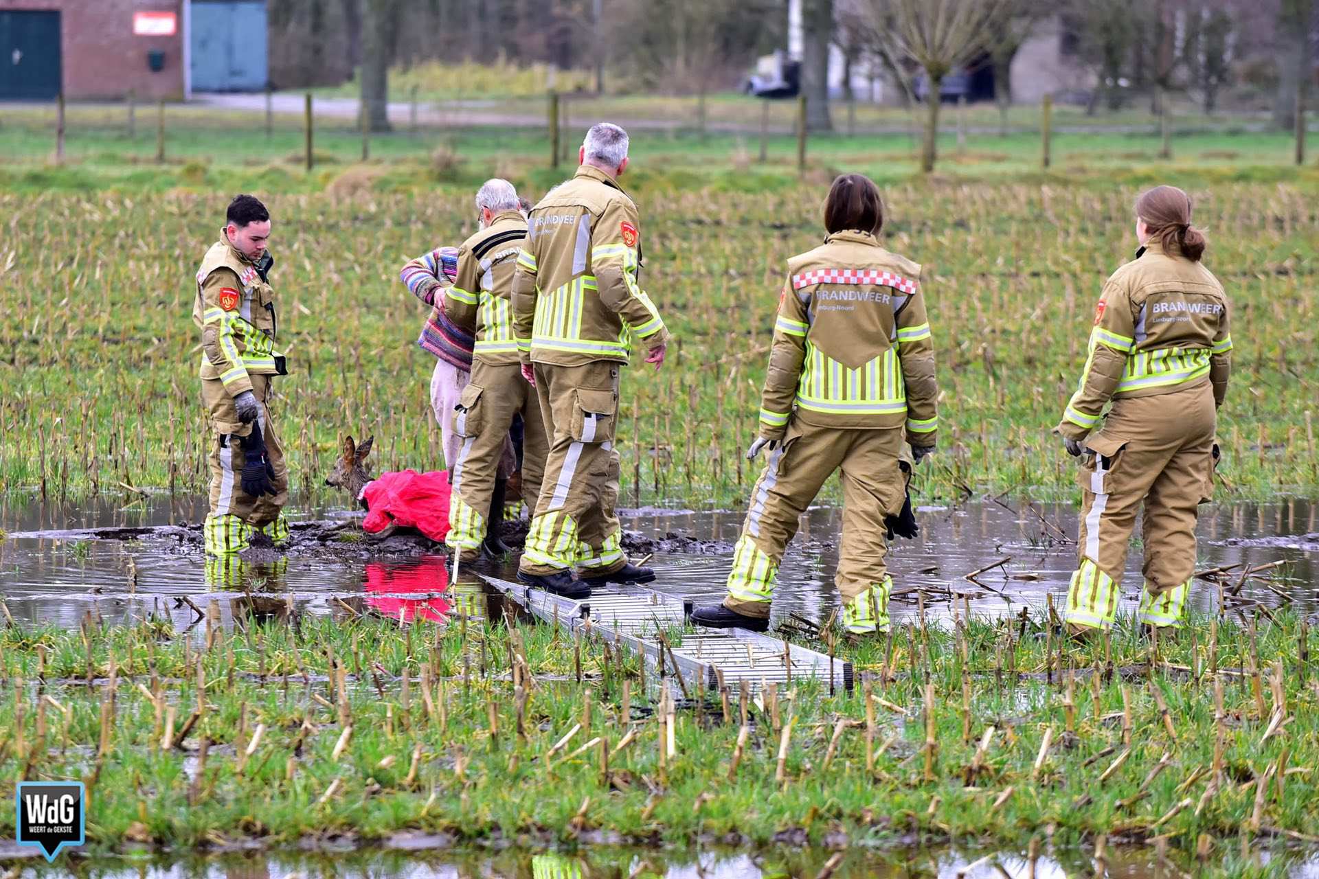 Brandweer redt vrouw en ree uit modder in Ell