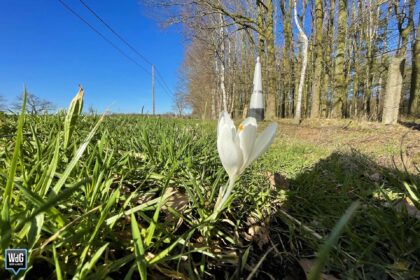 Smartphonefotografie in de natuur