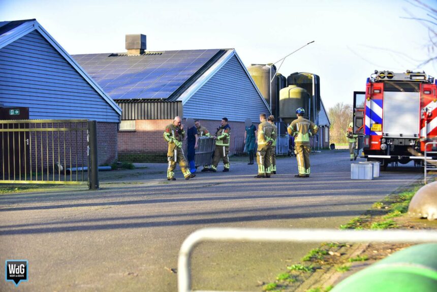 Brandweer redt varkens uit kelder in Nederweert-Eind