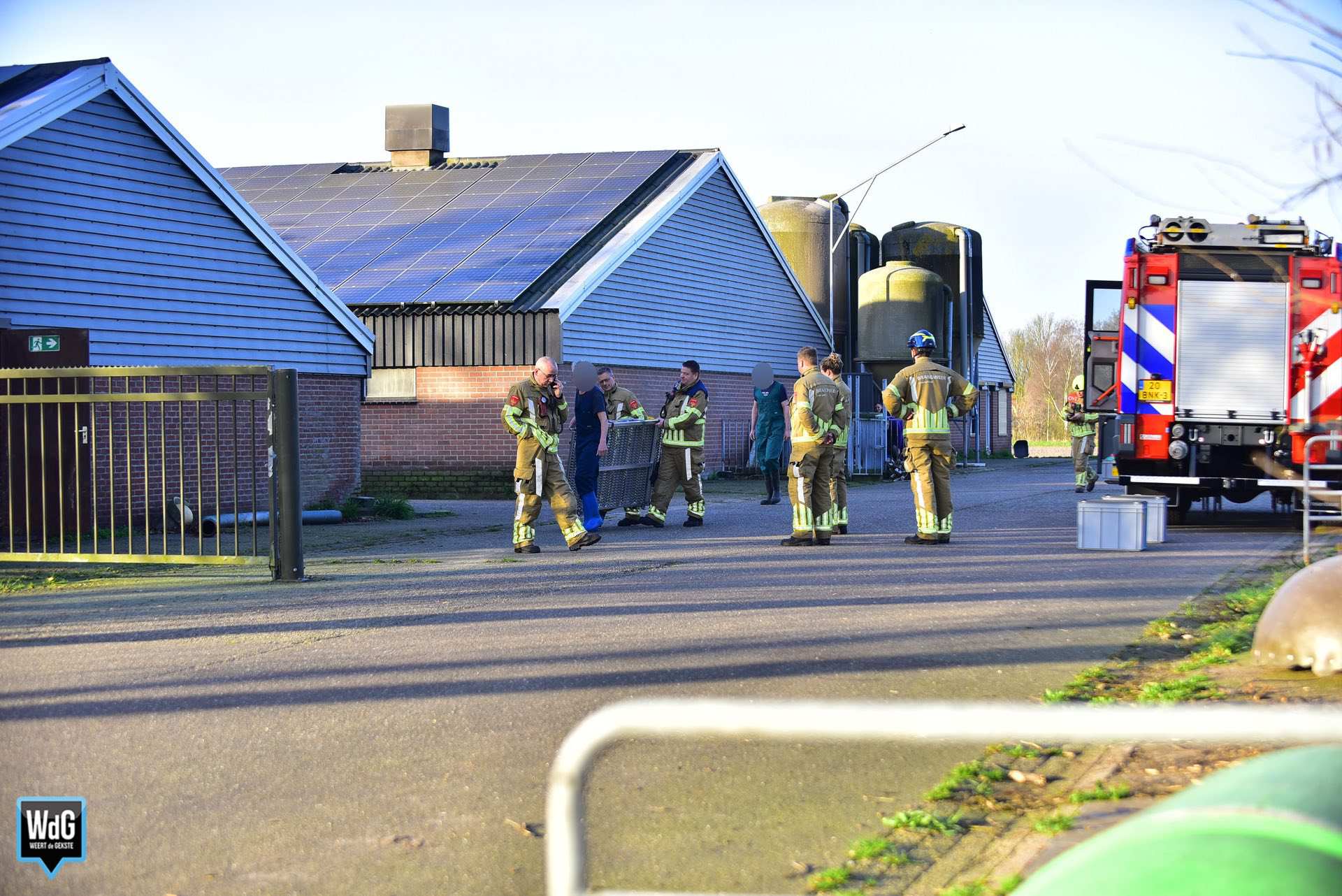 Brandweer redt varkens uit kelder in Nederweert-Eind